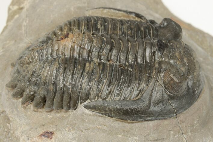 Detailed Hollardops Trilobite - Ofaten, Morocco #202957